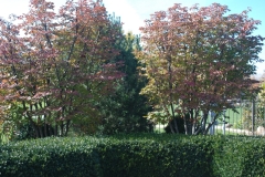 Fall Garden