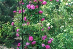 Roses in trellis