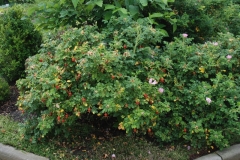 Rugosa ‘Frau Dagmar Hartopp’