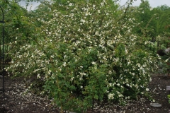 Winghorn Species Rose