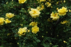 Harrison Yellow Rose