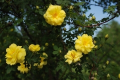 Harrison Yellow Rose