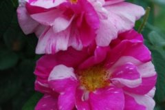 Rosa Mundi
