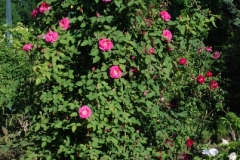 Zepherine Drouhin,  pre1868