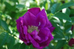 Hybrid Rugosa ‘Rosa Hansa’