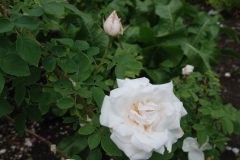 Blanc Double De Coubert