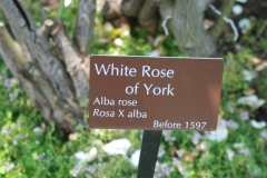 White Rose of York