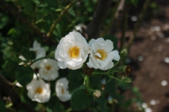 White Rose of York