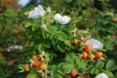 Queen of Violets Rose