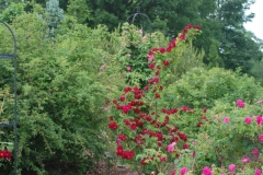 Geranium Rose