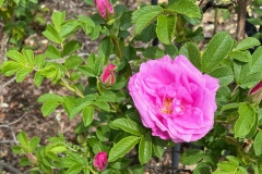 rg-image0-1