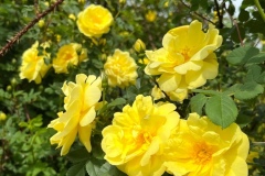 rg-image0-2