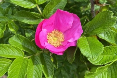 rg-image0