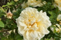 rg-image1-1