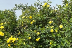 rg-image2-1