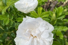 rg-image2