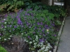 Japanese Anemone