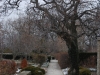 Japanese Lilac Tree