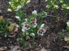 Hellebores