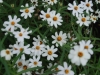 Zinnias