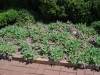 Stachys ‘big ear’