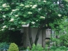 Japanese Lilac Tree