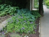 Hardy Geranium ‘Rozanne’