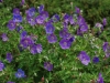 Hardy Geranium ‘Rozanne’