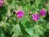 Cranesbill