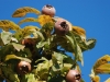 Medlar Tree Fruit