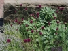 Drumstick  allium