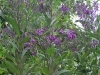 Ironweed