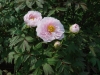 Tree Peony