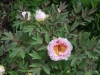 Tree Peony