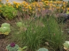 Muhly Grass