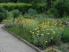 Yarrow