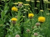 Yellow thistle