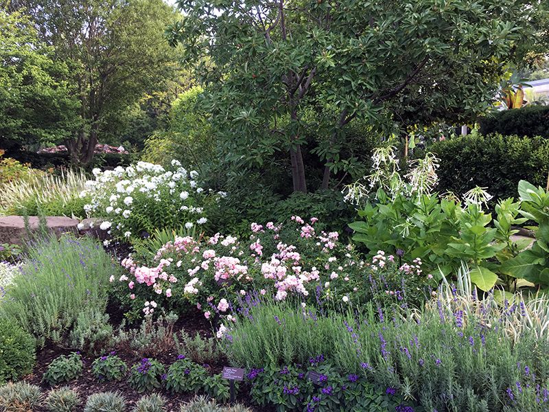Fragrance Garden