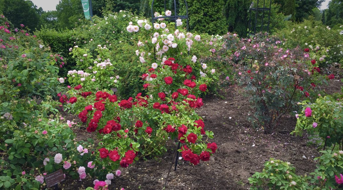 WRHS Rose Garden view