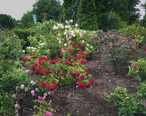 WRHS Rose Garden view