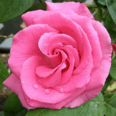 Rosa Zepherine Drouhin image